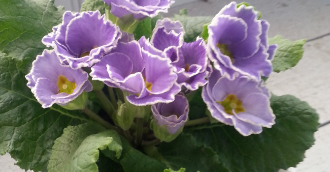 Primula vulgaris 'Sirococco Blue'. Säljs i OdlaShop.