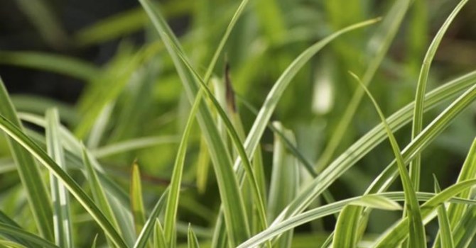 Japansk starr, Carex morrowii 'Variegata'. Foto: Blomsterfrämjandet