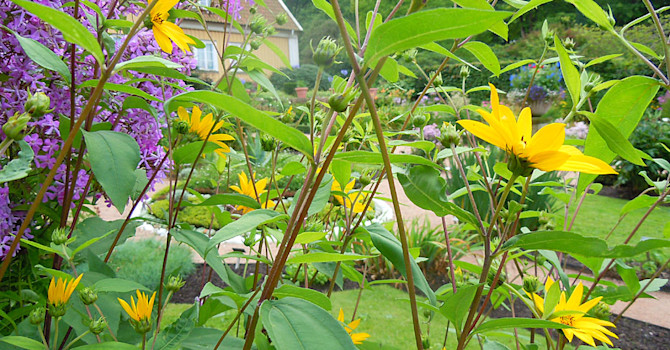 Gullsolros, _Helianthus decapetalus_.
Foto: Sylvia Svensson