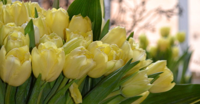 Bukett med doftande 'Verona'
Foto: Blomsterfrämjandet