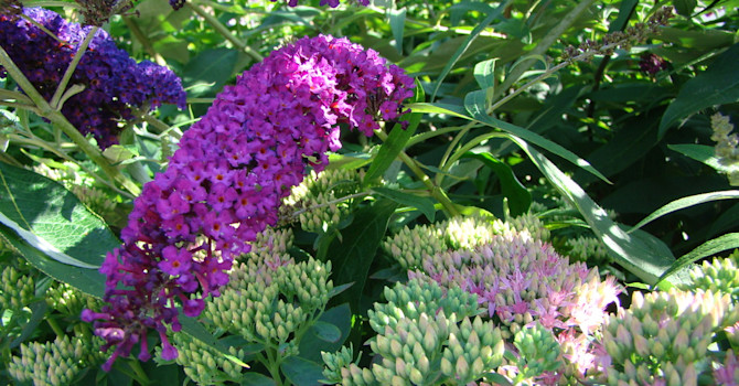 Buddleja, eller fjärilsbuske, och kärleksört gillas båda av fjärilar.