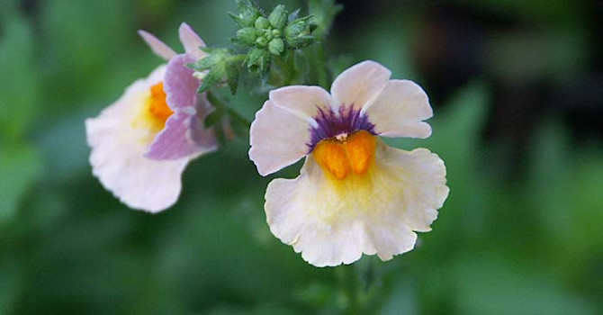Nemesia 'Sunsatia Mango' tackar för ansning av utblommade rankor. Foto: Sylvia Svensson
