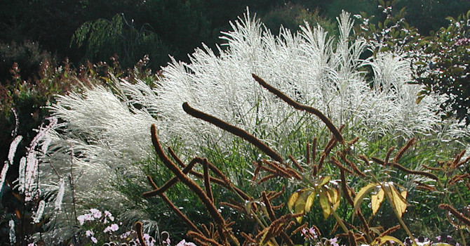Japanskt gräs, _Miscanthus_, med vita plymer. Foto: Sylvia Svensson