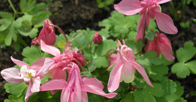 Japanska _Aquilegia flabellata_ 'Cameo Pink'. Foto: Sylvia Svensson