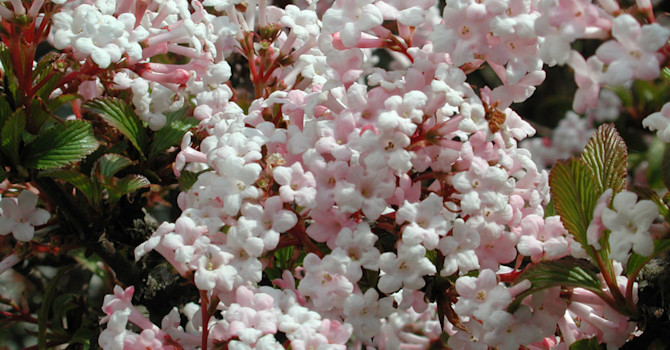Hybridkejsarolvon, _Viburnum x bodnantense_, 'Dawn' i april.
Foto: Sylvia Svensson