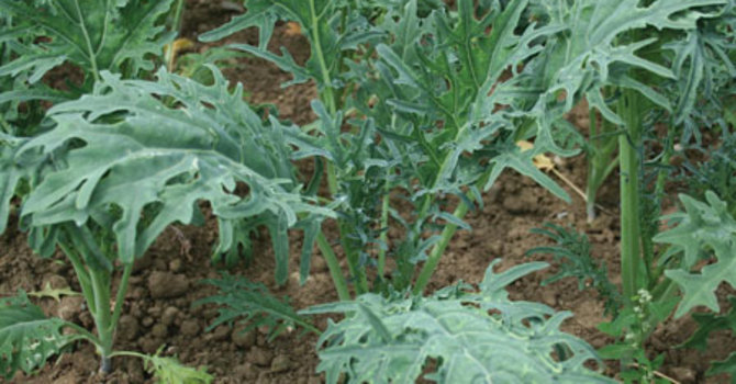 Bladsallat 'Kale Fizz'.