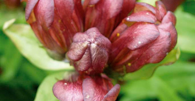 **9. Baggsöta**, _Gentiana purpurea_
