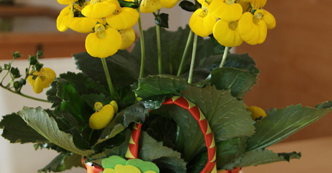 Toffelblomma, _Calceolaria_ 'Calynopsis', i korg passar fint till exempel som påskpresent.
Foto: Blomsterfrämjandet/Selecta