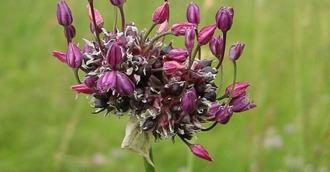 Kajp alias skogslök, _Allium scorodoprasum_. Foto Wikipedia
