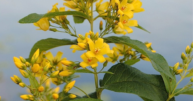 Även strandlysing, _Lysimachia vulgaris_ växer på frisk och fuktig mark.