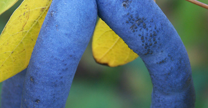 **Narrbuske**, _Decaisnea fargesii_.
Foto: Sylvia Svensson