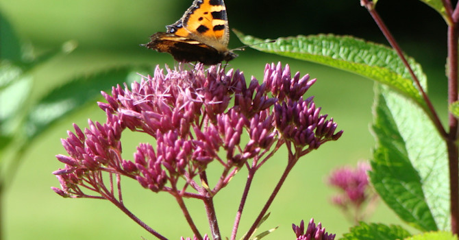 Rosenflockel, _Eupatorium maculatum_, är en fin hösblommare som älskas av fjärilar. Foto: Katarina Kihlberg