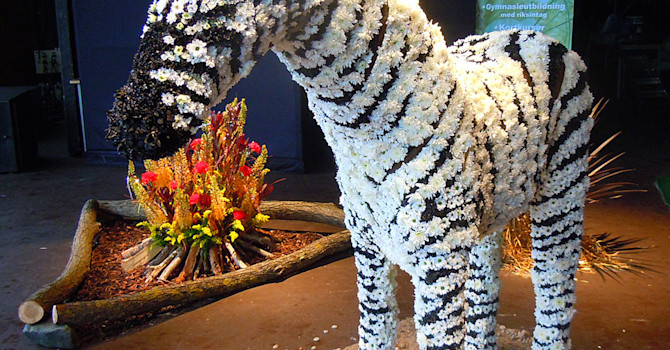 Munkeröds zebra och lägereld
Foto: Sylvia Svensson