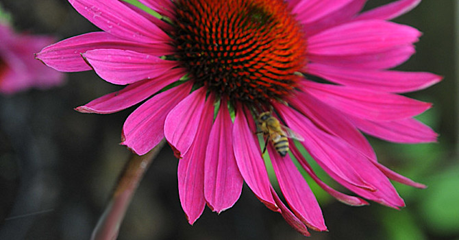_Echinacea purpurea_ 'Ruby Glow'.
Foto: Sylvia Svensson