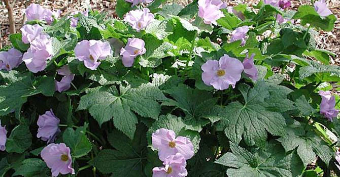 Lunddocka, _Glaucidium palmatum_.Foto: Sylvia Svensson