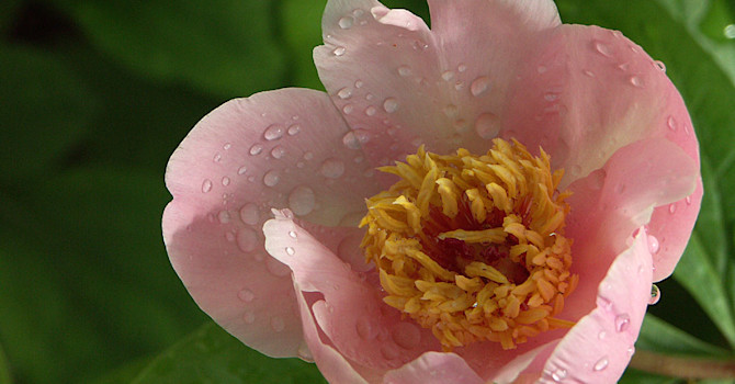 _Paeonia lactiflora_ 'Baby'
Foto: Bernt Svensson