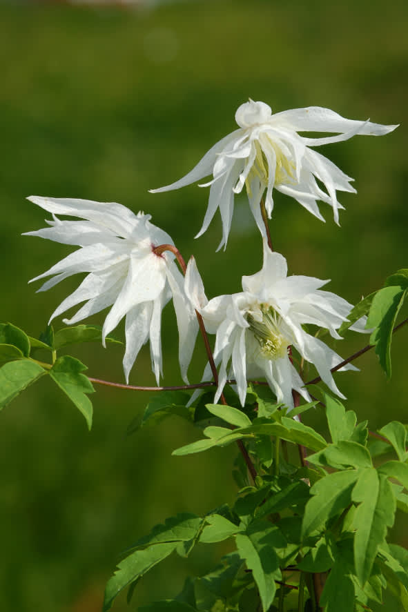 Läckra klematis 'Albina Plena' har öppet klockformade, fyllda vita blommor med busig uppsyn. Blommar från tidig vår till oktober. 