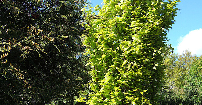 Guldalm, _Ulmus x hollandica_, ’Wredei’.
Foto: Bernt Svensson