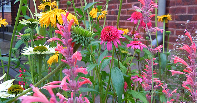 Olika sorters solhattar, _Echinacea purpurea_ med sällskapsväxter.
Foto: Sylvia Svensson