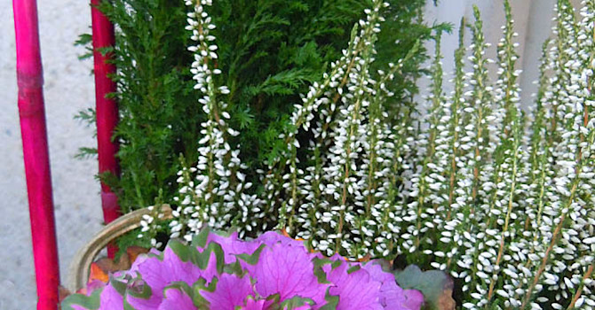 Prydnadskål, knoppljung och cypress.Foto: Sylvia Svensson