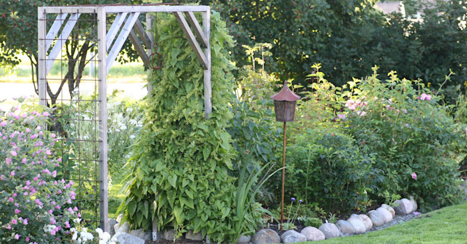 Rankspenat, _Hablitzia tamnoides_ på spalje
Foto: Berit Johansson