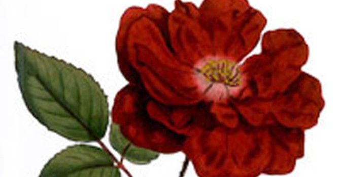 SKUD-blomma
