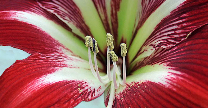 Hippeastrum 'Gilmar'. Foto: Sylvia Svensson