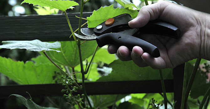 Sommarbeskärning! Klipp/nyp av 2 blad efter klasen.
Foto: Sylvia Svensson