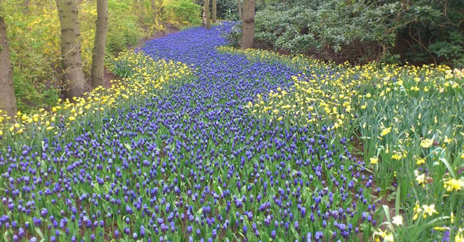 En fantastiskt vacker ringlande vårflod i holländska Keukenhof.
Foto: Carin Alexandersson