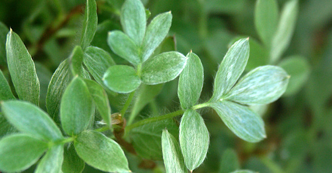 Tretandsfingerört, _Potentilla tridentata_ 'Nuuk'. Foto: Sylvia Svensson