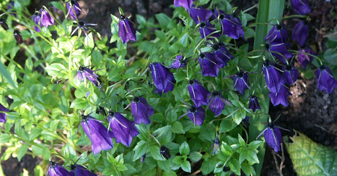 _Campanula pulla_.
Foto: Sylvia Svensson