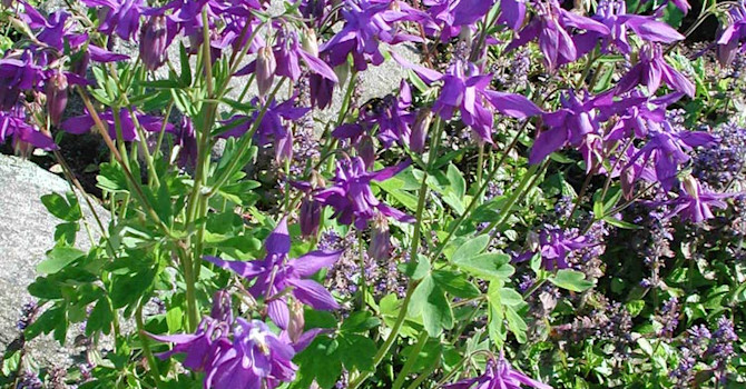 _Aquilegia alpina_, alpakleja.
Foto: Sylvia Svensson