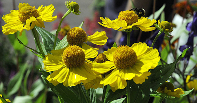 Solbrud, _Helenium 'Canary'_, sträcker sig mot augustisolen.
Foto: Bernt Svensson