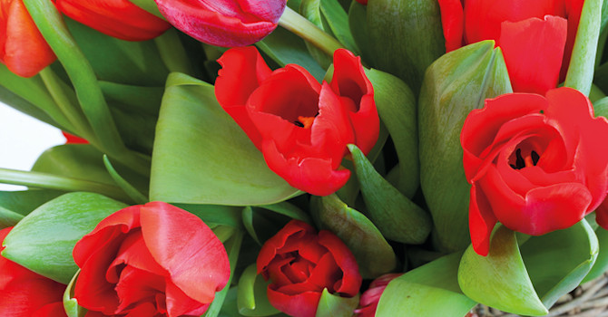 Tulpaner i kärlekens härligt röda färg. Foto: Blomsterfrämjandet