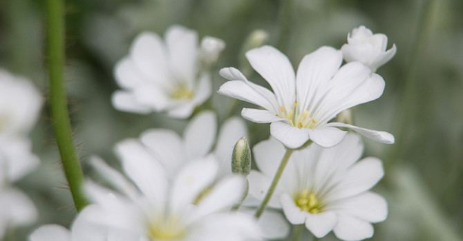 Denna blomma finns som krypväxt i många trädgårdar. Många bilder som jag tar är lite som en drömbild, det är inte precis som man ser om man har skarpa ögon. Kanske ser människor med glasögon mer som en kamera, funderar Geert.