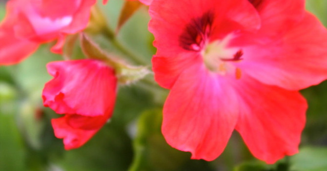 Engelsk pelargon 'Rosanna'
Foto: Blomsterfrämjandet