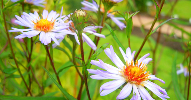 Aster från Urshult, Småland.
Foto: Sylvia Svensson