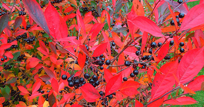 Svartaronia, _Aronia melanocarpa 'Hugin'_. Foto: Sylvia Svensson