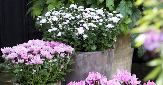 Cyklamen, _cyclamen persicum_, tillsammans med andra vackra blommor. Foto: Floradania