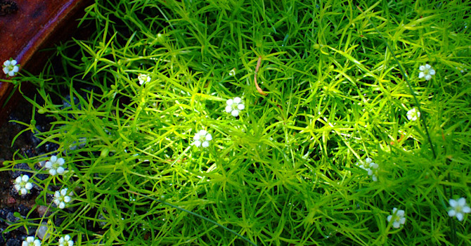 Trampnarv, _Sagina subulata_ 'Hortensis'.
Foto: Sylvia Svensson