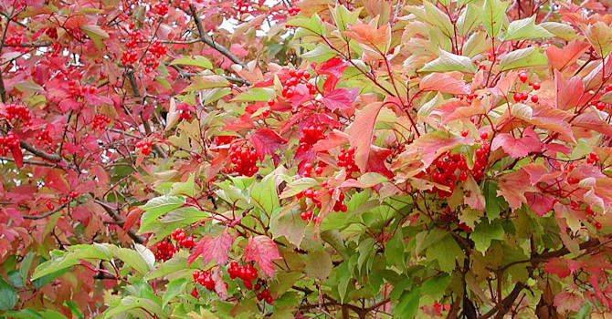 Skogsolvon, _Viburnum opulus_.
Foto: Sylvia Svensson