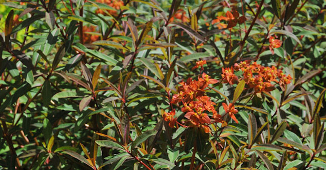 Euphorbia griffitii, eldtörel
Foto: Bernt Svensson