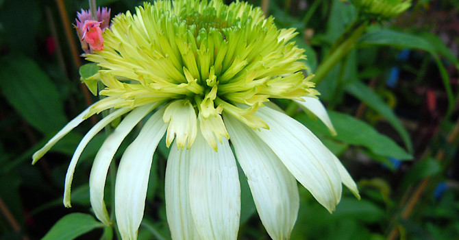 _Echinacea purpurea_ 'Meringue'.
Foto: Sylvia Svensson