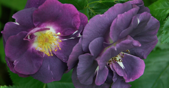 Rabatt/buskros _Rosa_ 'Rhapsody in Blue'.Foto: Sylvia Svensson