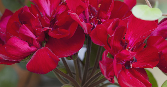 Årets pelargon 2013, _Pelargonium x hortorum_ Tango-serien. 'Velvet Red'
Foto: Blomsterfrämjandet/Annika Christensen