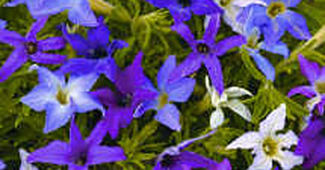 Petunia 'Sparkles' är en vacker nyhet i frökatalogen! Foto: Thompson & Morgan