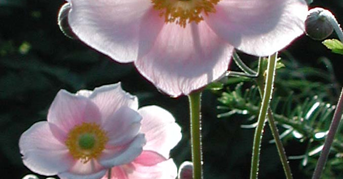 _Anemone hupehensis_, höstanemon.
Foto: Sylvia Svensson