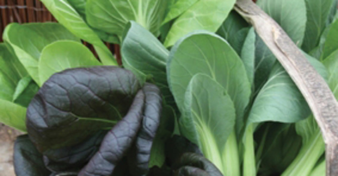 Pak Choi.