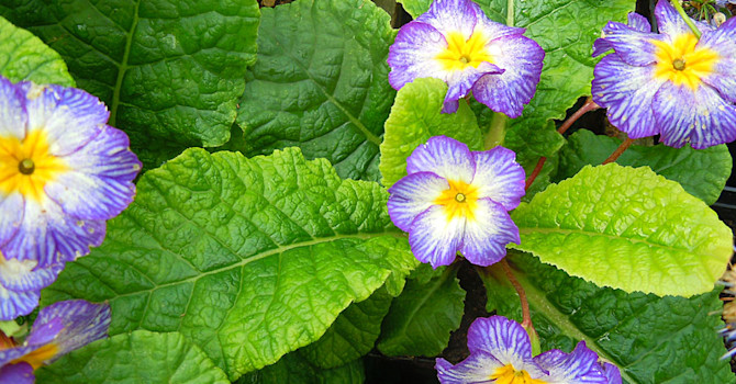 Jordviva, Primula 'Tie Dye'.