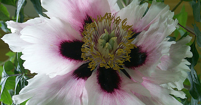 Buskpion, P. var. rockii
Foto: Sylvia Svensson